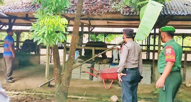 
<span style='color:#ff0000;font-size:14px;'>5 Ekor Sapi Terjangkit Virus PMK</span> <br> TNI-Polri dan Tim Gabungan Tangani Virus PMK di Desa Pasir Jaya