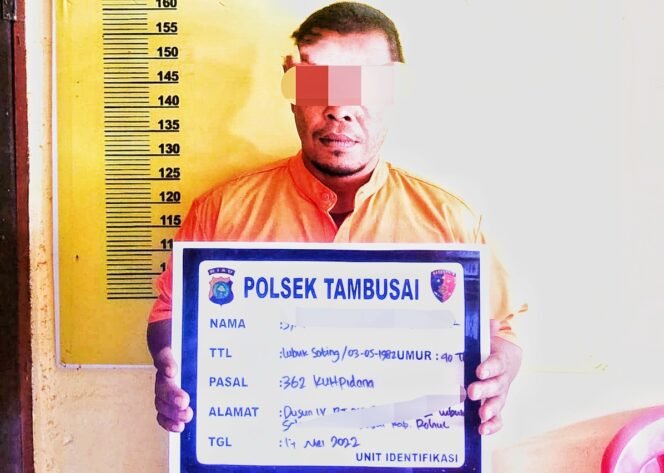 
Polisi Bekuk Pencuri TBS Kelapa Sawit di Tambusai