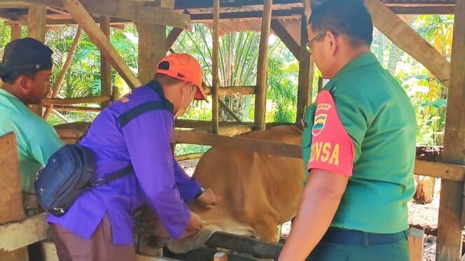 
<span style='color:#ff0000;font-size:14px;'>Meski Kekurangan Vaksin PMK</span> <br> Didukung TNI Polri, Ini Upaya Pemkab Cegah Virus PMK di Rohul