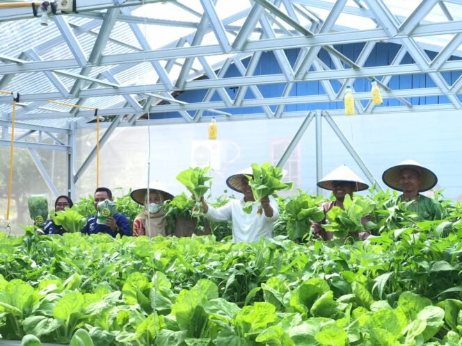 
<span style='color:#ff0000;font-size:14px;'>Dukung Tingkatkan Ketahanan Pangan</span> <br> Wabup Puji Program Desa Aliantan Tanam Sayuran Melalui Hidroponik