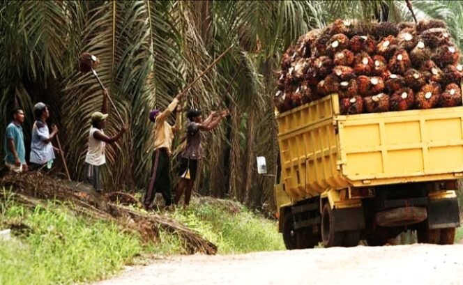 
Ini Rincian Kenaikan Harga TBS Kelapa Sawit di Riau Periode 10-16 Agustus 2022