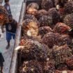 Workers transfer harvested palm fruits to a transport truck before being processing into crude palm oil (CPO) at a palm plantation in Pekanbaru on April 23, 2022. (Photo by WAHYUDI / AFP)
