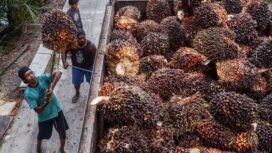 Workers transfer harvested palm fruits to a transport truck before being processing into crude palm oil (CPO) at a palm plantation in Pekanbaru on April 23, 2022. (Photo by WAHYUDI / AFP)