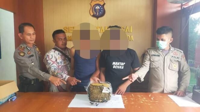 
Diciduk Disebuah Gubuk, Personil Polsek Tambusai Ringkus 2 Tersangka Pemilik Ganja