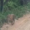 FOTO : Seekor Harimau Sumatera yang terpantau berkeliaran di jalanan di Kabupaten Siak, Riau beberapa waktu lalu.
