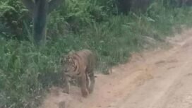 FOTO : Seekor Harimau Sumatera yang terpantau berkeliaran di jalanan di Kabupaten Siak, Riau beberapa waktu lalu.