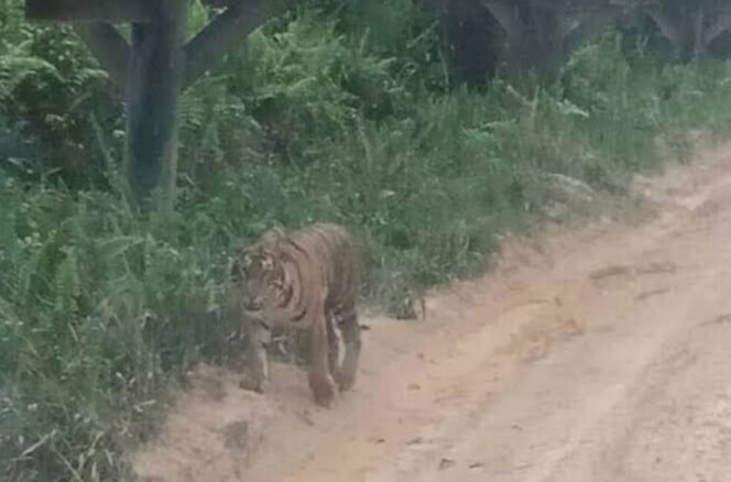 
FOTO : Seekor Harimau Sumatera yang terpantau berkeliaran di jalanan di Kabupaten Siak, Riau beberapa waktu lalu.