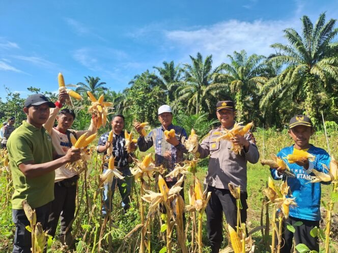 
<span style='color:#ff0000;font-size:14px;'>Dukung Program Asta Cita Presiden RI</span> <br> Kerja Sama dengan PT ISB, Kapolsek Rambah Hilir Panen Raya Jagung di Desa Pasir Utama