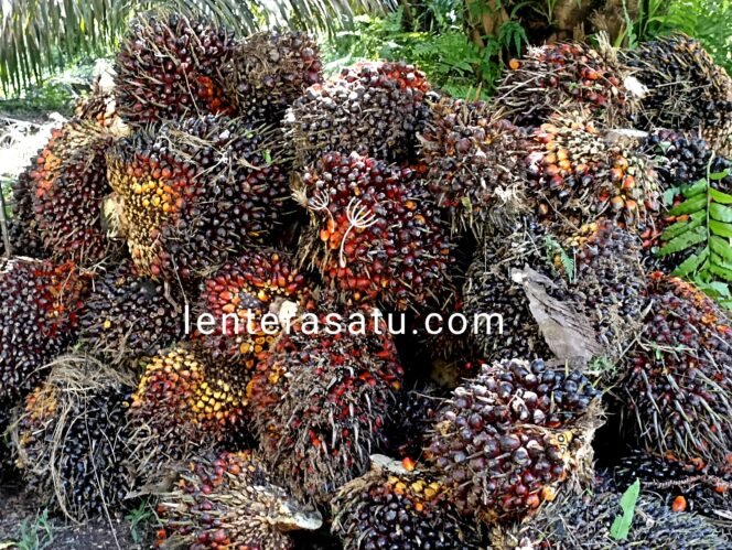 
Harga CPO Turun, Ini Harga Kelapa Sawit Mitra Plasma Minggu Ini di Riau